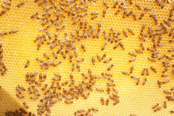 Strzał pszczoły na plaster miodu — Zdjęcie stockowe