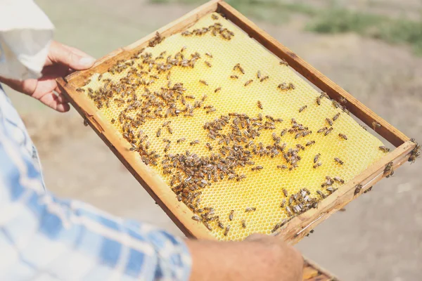 Homem segurando quadro com favo de mel — Fotografia de Stock