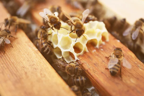 Pentes de mel e abelhas na colmeia — Fotografia de Stock