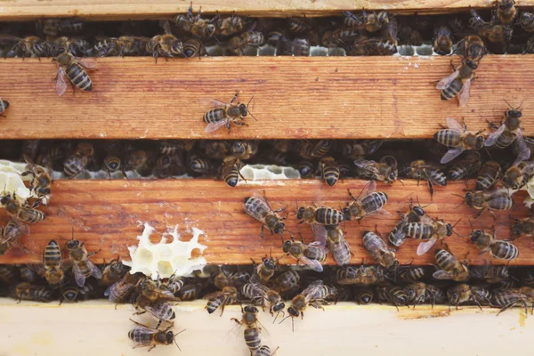 Honeycombs and bees in beehive — Stock Photo, Image