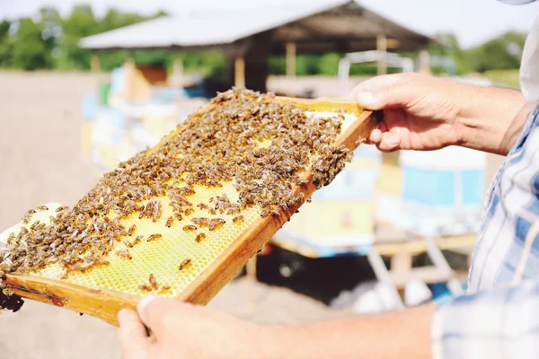 Homem segurando quadro com favo de mel no fundo apiário móvel — Fotografia de Stock