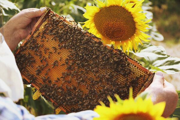 Man holding frame with honeycomb on sunflower field background
