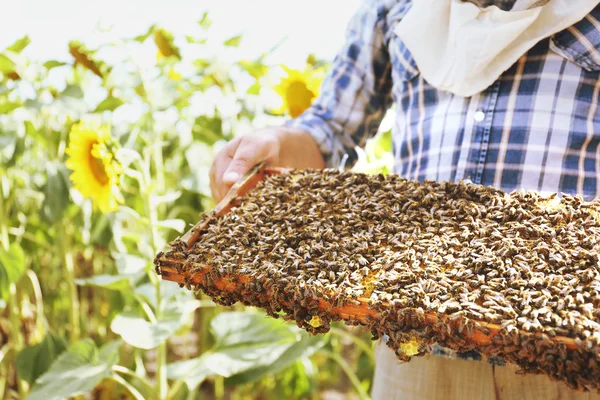Man holding frame with honeycomb on sunflower field background — Stock Photo, Image