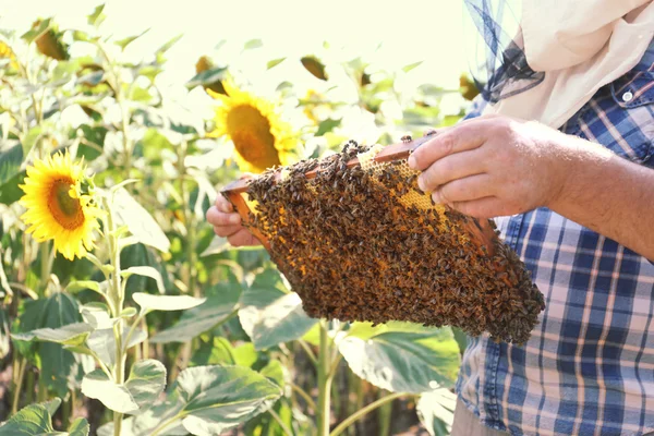 Mann hält Rahmen mit Wabe auf Sonnenblumenfeld Hintergrund — Stockfoto