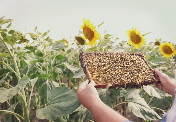 Homme tenant cadre avec nid d'abeille sur fond de champ de tournesol — Photo