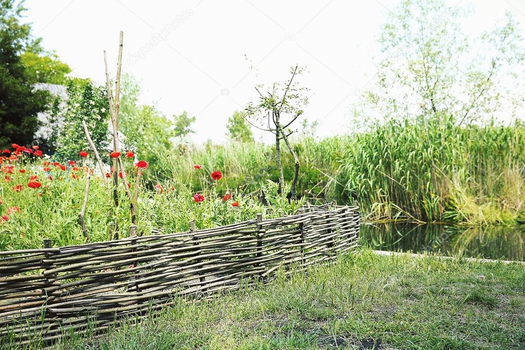 Beautiful red poppies behind a wicker fence