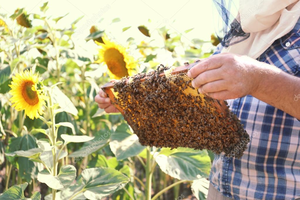 Man holding frame with honeycomb on sunflower field background