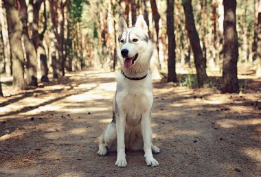 Ormandaki yürüyüşte şirin dış yapraklar