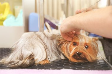 Yorkshire köpek salonda