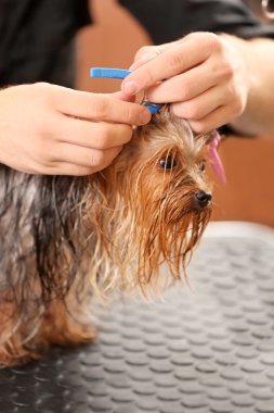 Yorkshire terrier Salonu