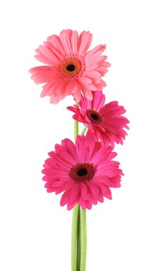 pembe gerbera çiçekleri