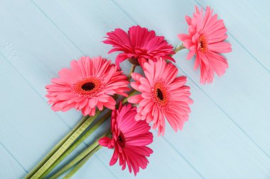 pembe gerbera çiçekleri