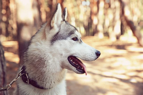 Χαριτωμένος σκύλος χάσκεϋ για βόλτα στο δάσος — Φωτογραφία Αρχείου