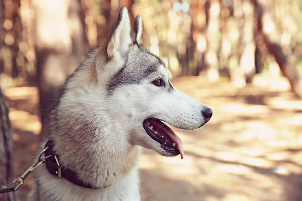 Roztomilý husky na procházce v lese — Stock fotografie