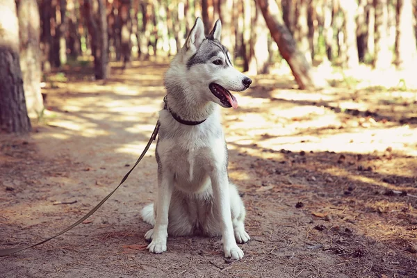 Roztomilý husky na procházce v lese — Stock fotografie