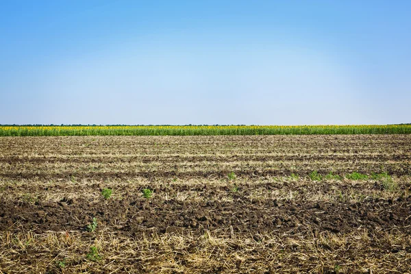 Field with blue sky — Stock Photo, Image