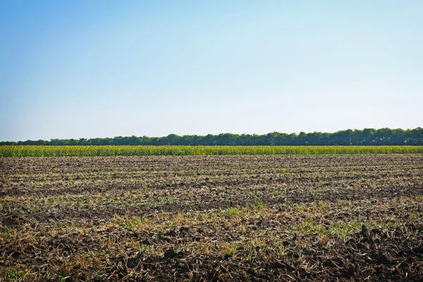 Fält med blå himmel — Stockfoto