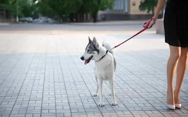 Kvinna gå med hund — Stockfoto