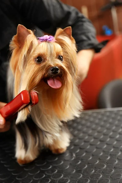 Canine hairdresser straightening dog's hair in salon — ストック写真