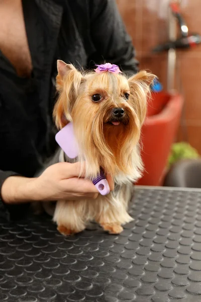 Hundefriseur pflegt Hund im Salon — Stockfoto