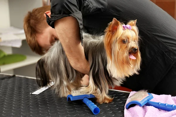 Hundarnas frisör grooming hund i salong — Stockfoto