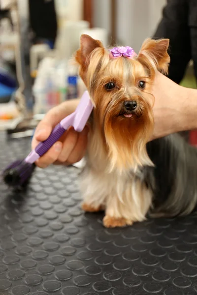 Canine hairdresser grooming dog in salon