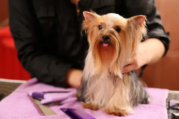 Yorkshire hund im salon — Stockfoto