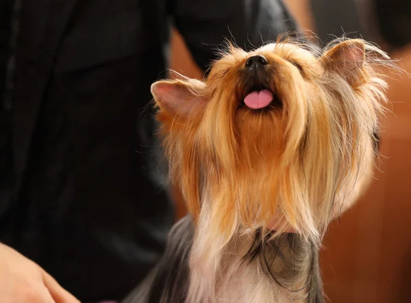 Yorkshire terrier no salão — Fotografia de Stock