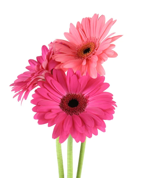 Pink gerbera flowers — Stock Photo, Image