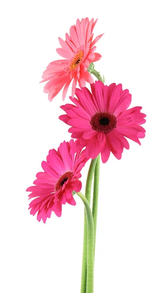 Květiny růžová gerbera — Stock fotografie