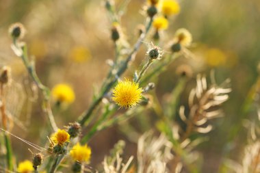alanda güzel kır çiçekleri