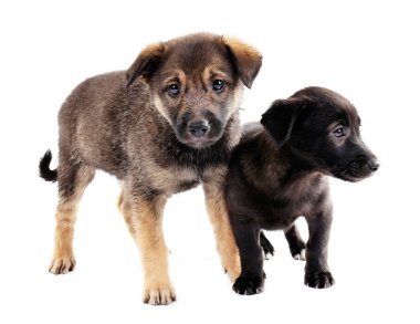 iki komik kukla üzerine beyaz izole