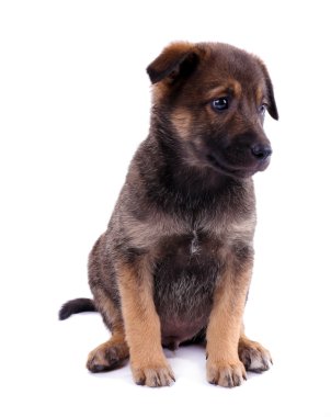 komik köpek yavrusu üzerinde beyaz izole