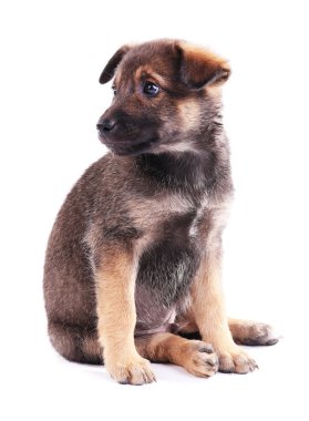 komik köpek yavrusu üzerinde beyaz izole