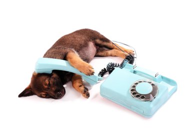 uyku köpek ve üzerinde beyaz izole mavi telefon