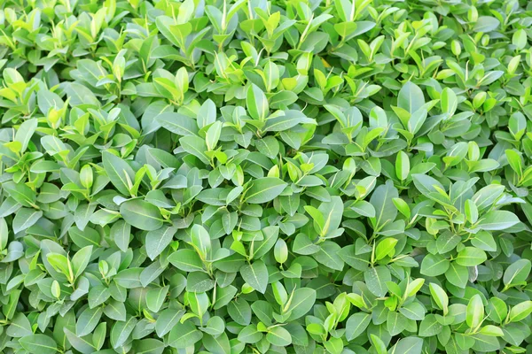 Schöner grüner Strauch aus nächster Nähe — Stockfoto