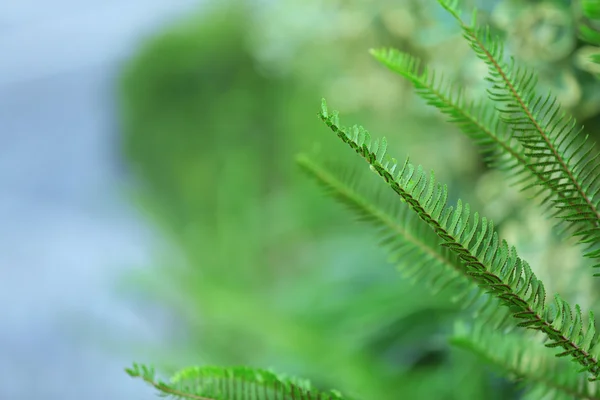 Güzel fern, yakın çekim — Stok fotoğraf