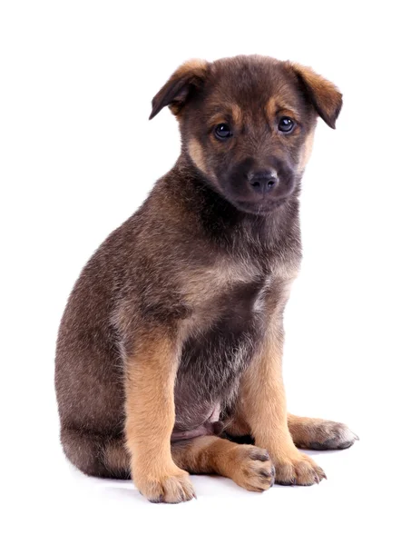 Chiot drôle isolé sur blanc — Photo