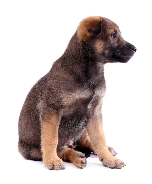 Funny puppy isolated on white — Stock Photo, Image