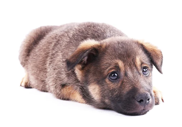 Funny puppy isolated on white — Stock Photo, Image