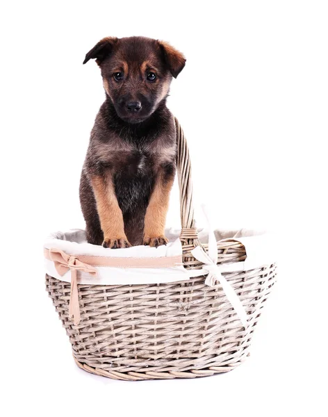 Funny puppy in round braided basket isolated on white — Stock Photo, Image