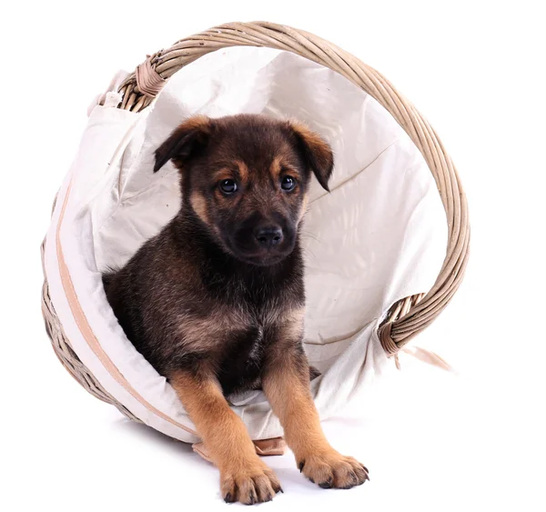 Funny puppy in round braided basket isolated on white — Stock Photo, Image