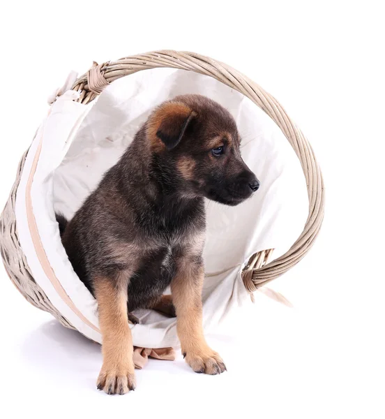 Cucciolo divertente in cesto intrecciato rotondo isolato su bianco — Foto Stock