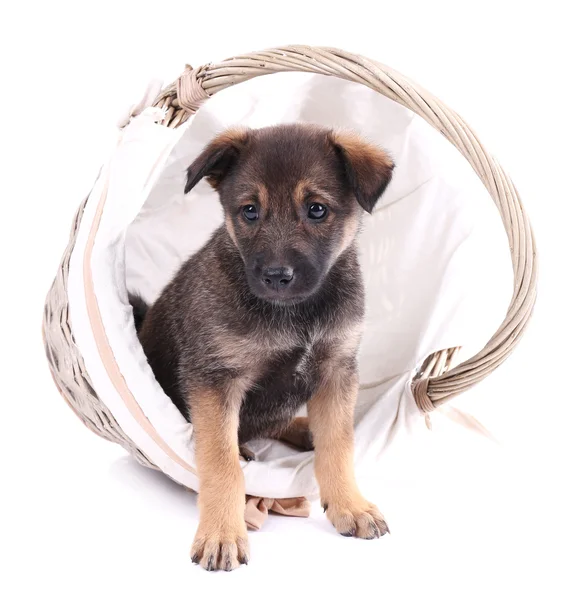 Chiot drôle en panier tressé rond isolé sur blanc — Photo