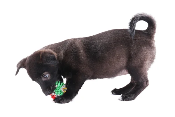 Cucciolo giocare con un giocattolo isolato su bianco — Foto Stock