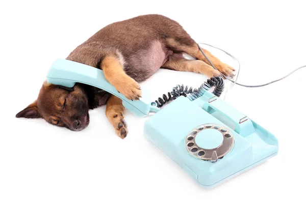 Spící štěně a modrý telefon izolovaných na bílém — Stock fotografie