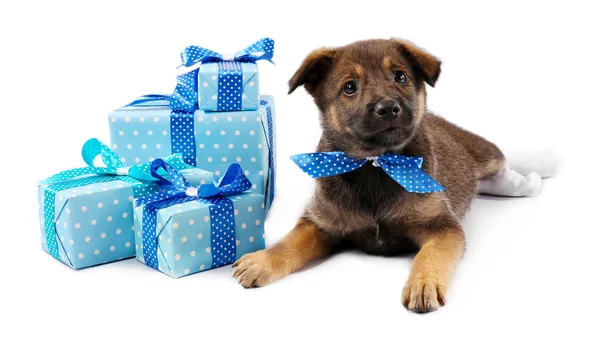 小狗和包装盒上白色孤立的礼物 — 图库照片