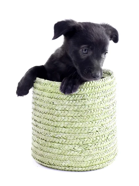 Funny puppy in a round basket isolated on white Royalty Free Stock Photos