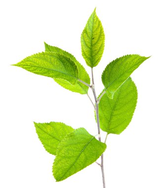 Beyaz arka planda izole kiraz brunch