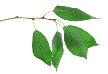 Beyaz arka planda izole kiraz brunch